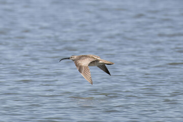 飛翔するチュウシャクシギ