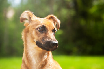 Fototapeta premium Portrait of a young mixed breed dog, red, on a natural green nature background.