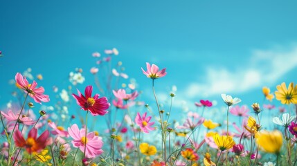 Colorful garden of wild flowers: Nature palette blurred background of sky and flowers