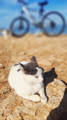 Fototapeta premium Cute cat relaxing on rock with bike in background