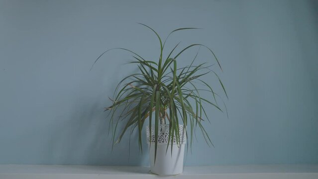 Green houseplant Dracena in white pot against light blue wall. Long slender leaves cascading gracefully creating minimalist indoor plant decor.