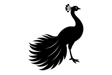 peacock  vector silhouette illustration