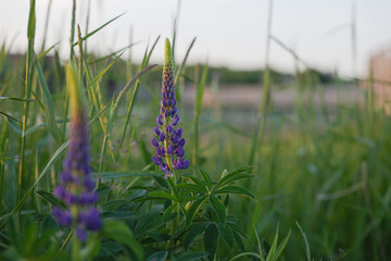 Lupine flowers in the 