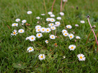 A field of white daisies is spread across the grass. The daisies are scattered in various sizes and positions, creating a sense of movement and life in the image. Selective focus. Nature scene