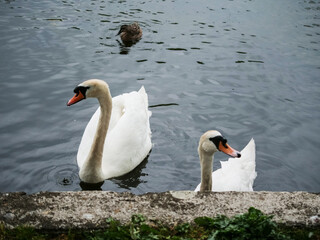 Fototapeta premium Pair of cute adult swans and small duck in a town pond with cement block. Calm scene. City life.