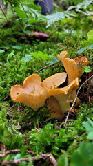 A group of mushrooms of chanterelles grow in the forest among the green moss