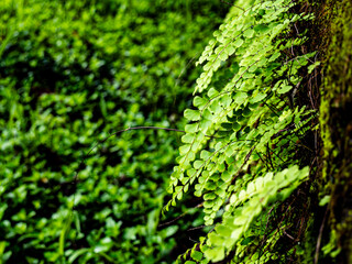 Obraz premium Maidenhair fern green background