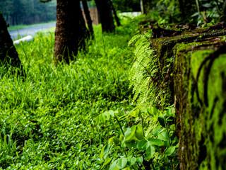 Obraz premium Maidenhair fern green background