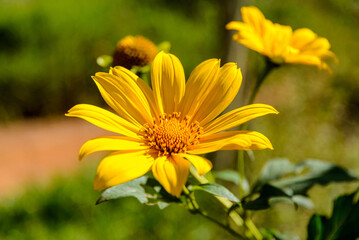 Tithonia diversifolia flower or Mexican Sunflower.