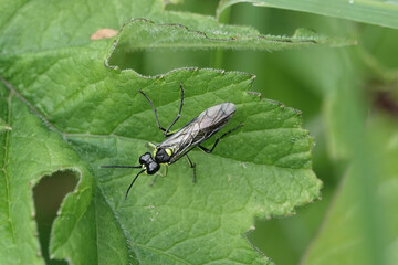 A Sawfly (Tenthredo) resting on a leaf