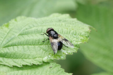 Volucella pellucens, a species of Hoverfly