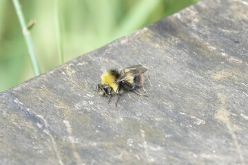 Early Bumblebee (Bombus pratorum)