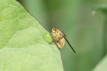 Yellow Dung Fly (Scathophaga stercoraria)
