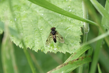 Black Snipe Fly (Chrysopilus cristatus) resting on a leaf