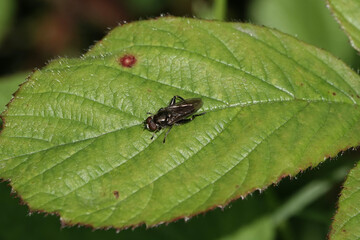 Fototapeta premium Xylota segnis, a species of hoverfly