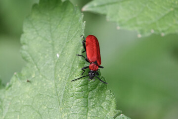 Black-headed Cardinal Beetle (Pyrochroa coccinea)