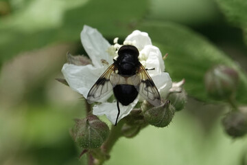 Volucella pellucens, a species of hoverfly