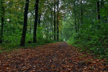 Obraz premium Forest path in autumn with lots of greenery and lots of leaves