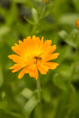 Bee on the orange flowers close up