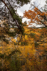 Autumn colorful wild forest with pine and birch trees on riverside hill