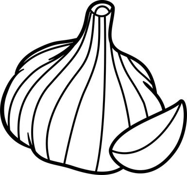 Garlic outline illustration vector