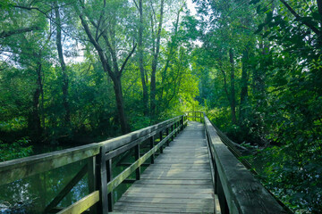 wooden bridge in the forest