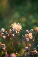 Blessed milk thistle flowers in field, close up. Silybum marianum herbal remedy, Saint Mary's Thistle, Marian Scotch thistle, Mary Thistle, Cardus marianus bloom