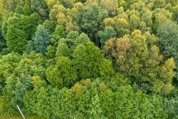 Naklejka premium top view on the forest. Aerial top view of green forest tree