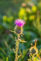 Blessed milk thistle flowers in field, close up. Silybum marianum herbal remedy, Saint Mary's Thistle, Marian Scotch thistle, Mary Thistle, Cardus marianus bloom