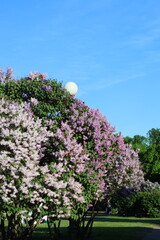 bushes of blooming lilac in city, beautiful purple flowering trees in park or in meadow. white, lilac and burgundy branches of trees with flowers, scent of flowers. decorations of botanical garden
