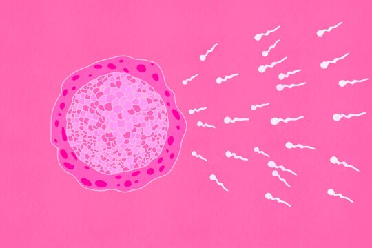 Colorful illustration of human egg and sperm cells