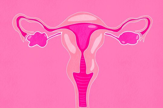 Vibrant pink Illustration of female reproductive system