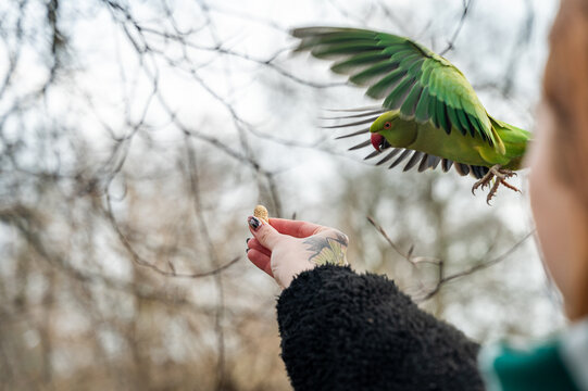 Parakeet landing on anonymous woman's hand in park