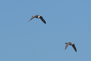 eurasian wigeon in a skt