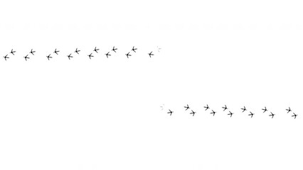 Bird, chicken footprint animation. Pigeons, crows prints on the floor, mud, snow. From right end left. Walk loop animated, graphic motion. Leaving wet, dry bare foot. White background. Footage video	