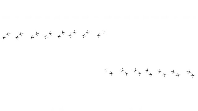 Bird, chicken footprint animation. Pigeons, crows prints on the floor, mud, snow. From right end left. Walk loop animated, graphic motion. Leaving wet, dry bare foot. White background. Footage video	