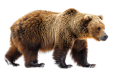 View from side of brown bear isolated on white background, transparent background