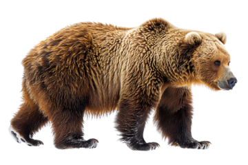 View from side of brown bear isolated on white background, transparent background