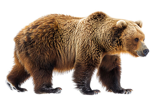 View from side of brown bear isolated on white background, transparent background