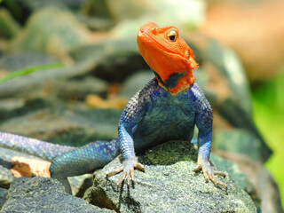 a colorful male african redhead agama perched on a boulder  in tarangire national park in tanzania,...