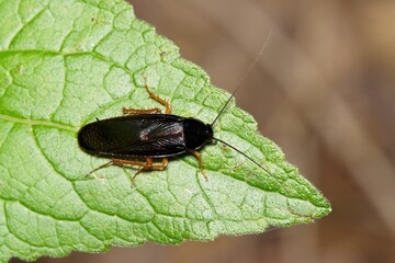 Smokybrown Cockroach Periplaneta fuliginosa insect leaf nature Springtime pest control agriculture.