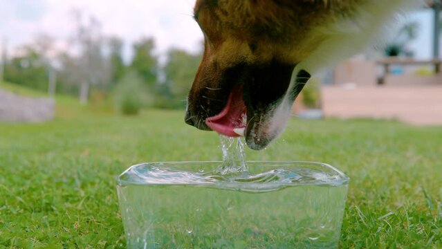 SLOW MOTION, CLOSE UP: Thirsty brown dog is lapping water from a big glass bowl placed on the grass after running and playing around in the garden. Importance of proper hydration on hot summer days.