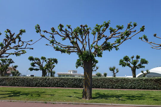 Ein Plantanenbaum vor blauem Himmel