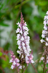 Linaria Purpurea, rot, leinkraut, rosafarben mit grünem Hintergrund