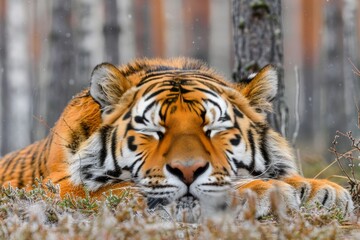 Obraz premium Tranquil tiger calmly resting in lush forest, attentively observing its surroundings