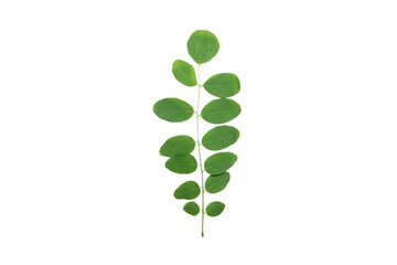 Photo of green leaves and a branch of an acacia tree on a cut background