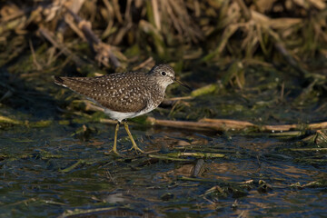 Solitary Sandpiper