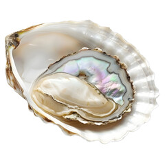 [Transparent Background PNG]A close-up image of an open oyster with a pearl inside