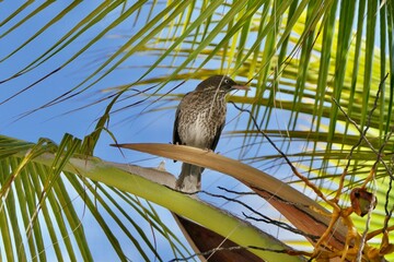 The eye of the thrush is clearly visible as it turns its head to its left, while perched on a coconut palm frond.