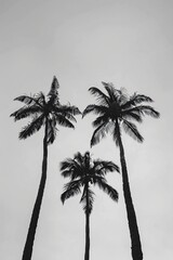 Obraz premium palm tree silhouette